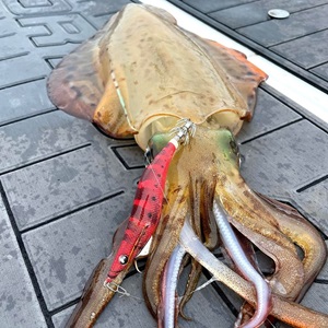 Yamashita Egi Oh F 3.5 Kalamar Zokası